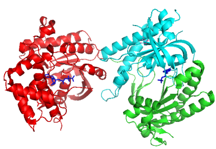 Capture ADENYLATE CYCLASE + PROTEIN G